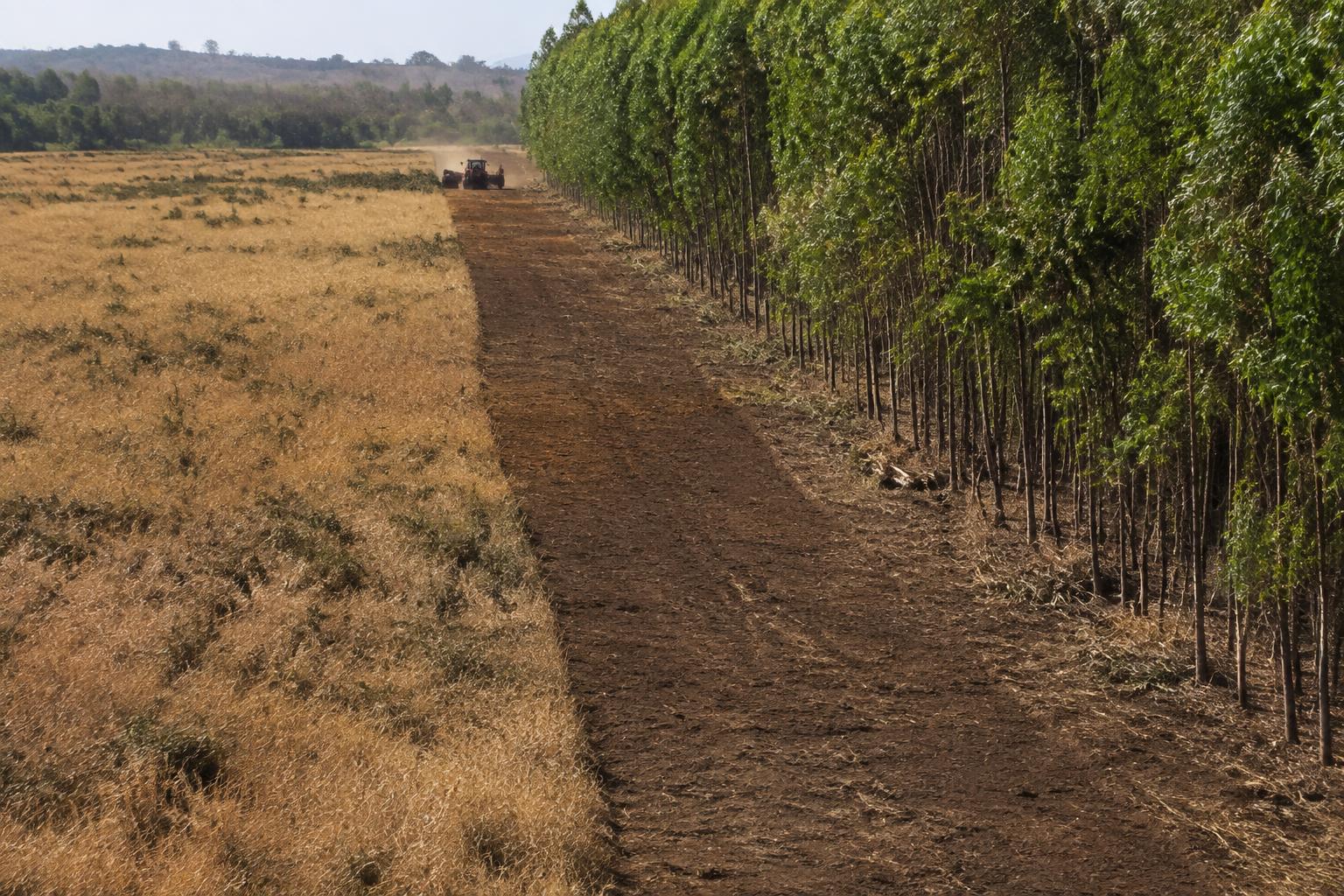 Franja de cortafuego despejada junto a una plantación forestal